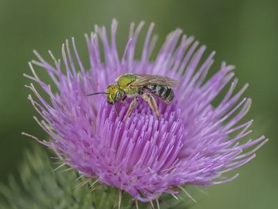 Insectes - Insects