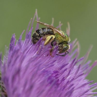 Insectes - Insects