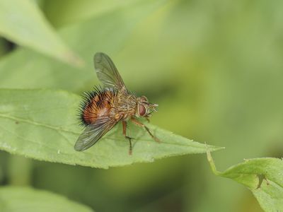 Insectes - Insects