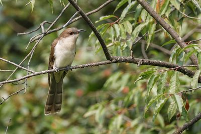 Oiseaux - Birds
