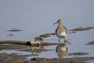 Oiseaux - Birds