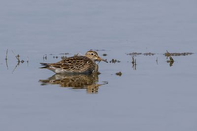 Oiseaux - Birds