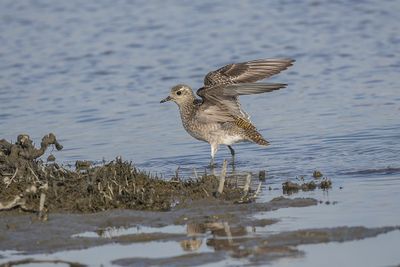 Oiseaux - Birds