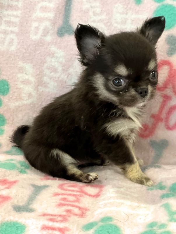 6 Weeks Old