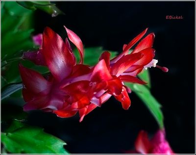 Red Christmas Cactus (12-08-22)