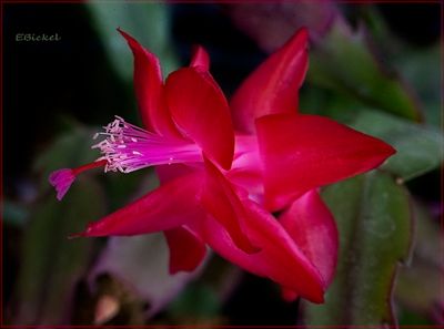 Red Christmas Cactus 1-07-23