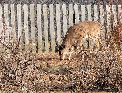 Dining Next Door