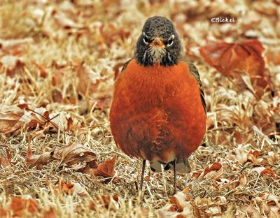 Robin Red Breast 3-02-23