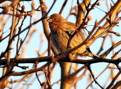 Sparrow in the Bradford Pear 3-03-23