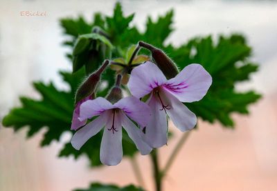  Scented Geranium 3-24-23