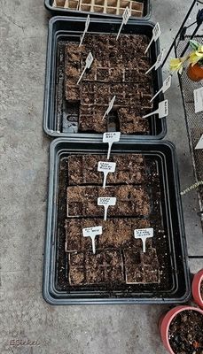 Spring Planting 3-30-23