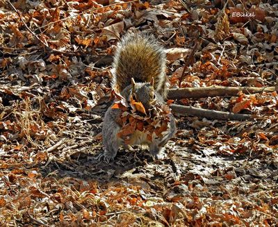 Nesting Material 2-28-23