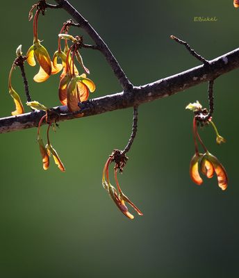Silver Maple Seed Pods 
