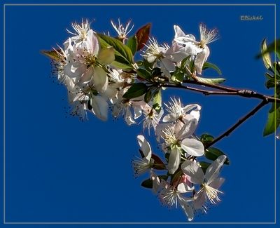 White Crab Apple Blossoms 4-17-23