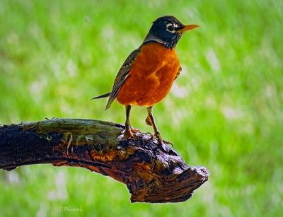 Robin Red Breast 4-30-23