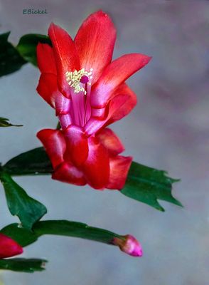 Post Easter Christmas Cactus 4-20-23