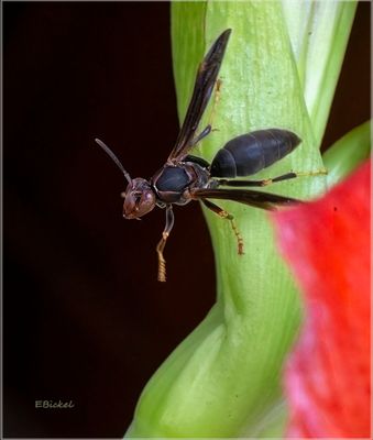 Indoors Wasp 4-19-23