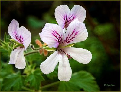 Scented Geranium Blossom 5-03-23