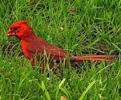 Cardinal in the Grass 5-12-23