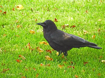 Crow 6-06-23