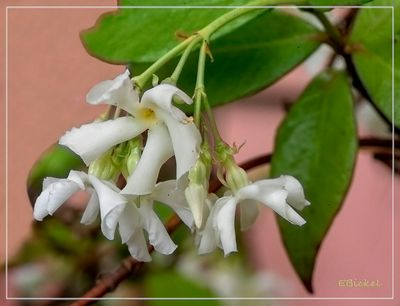 Southern White Honeysuckle 5-16-23