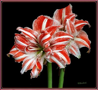 Amaryllis