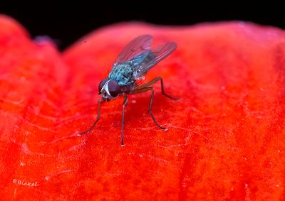 Red Eyed Fly 5-19-23