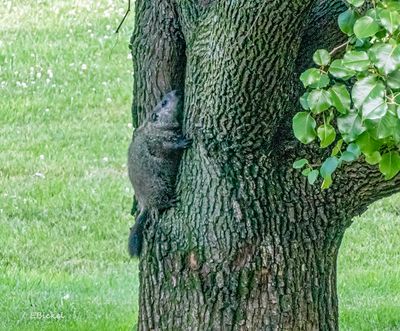 Tree Climbing Groundhog 7-01-23