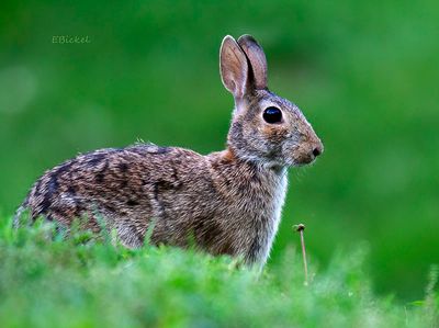 Eastern Cottontail 6-09-23