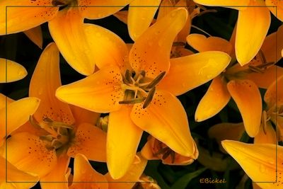  Yellow Lilies