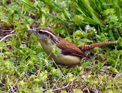 Carolina Wren 4-29-23