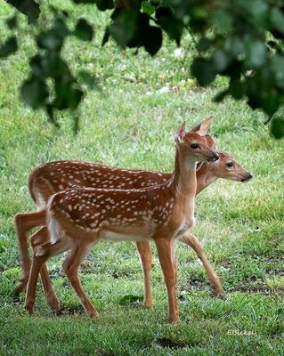 Spring Fawns 7-05-23