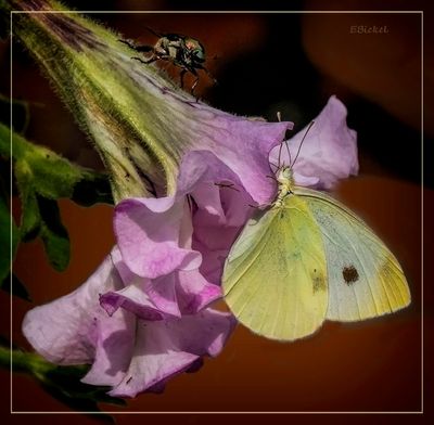 A Bee & a Butterfly 7-07-23