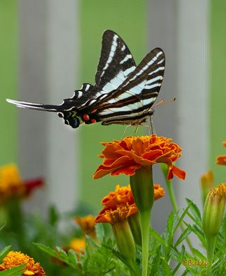 Zebra Swallowtail 7-27-23