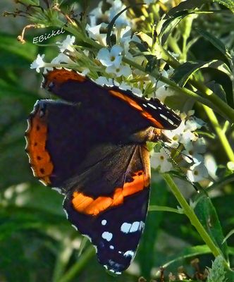 Red AdmiralButterfly