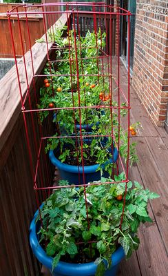 Tomato Plants 8-14-23