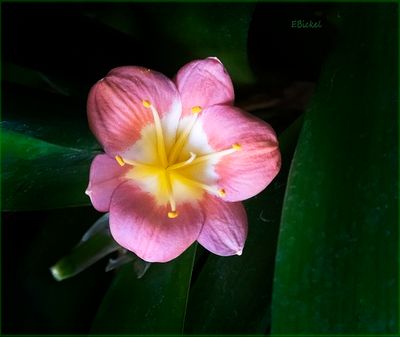 Clivia Flower 9-05-23