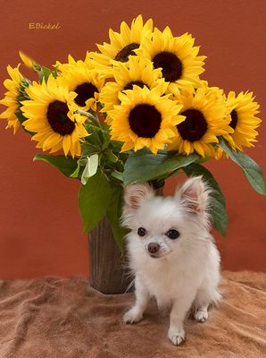 Bailey and the Sunflowers 2022