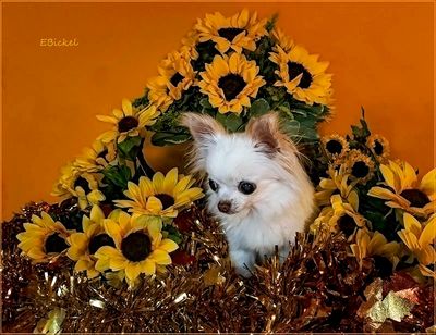 Bailey and the Sunflowers 2023