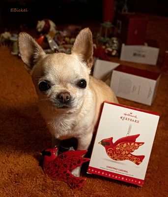 Chihuahua Christmastime 2023
