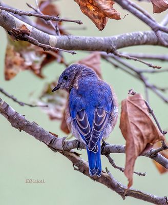  Bluebird in the Sycamore 11-04-23