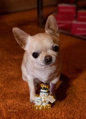 Little Ornament; Little Dog 12-05