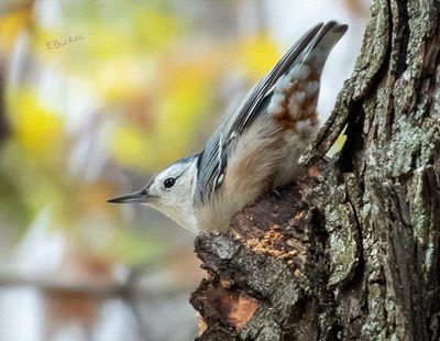 White Chested Nuthatch 11-08-23