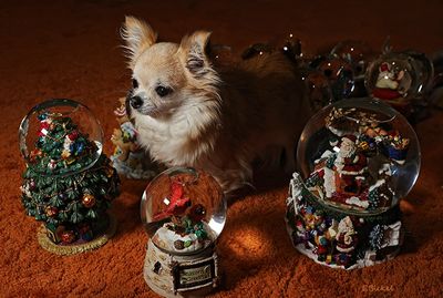 Bella with the Snow Globes 12-17