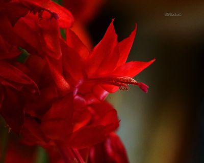 Red Christmas Cactus 1-03-24