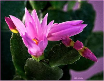 Pink Easter Cactus 3-26-24