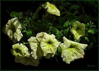 Green Petunias 3-18-24