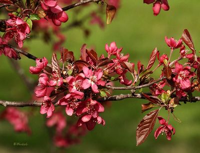 Pink Crab Apple 3-25-24