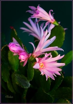 Easter Cactus  4-03-24