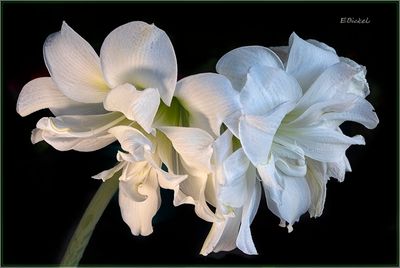 Cream & White Flowers